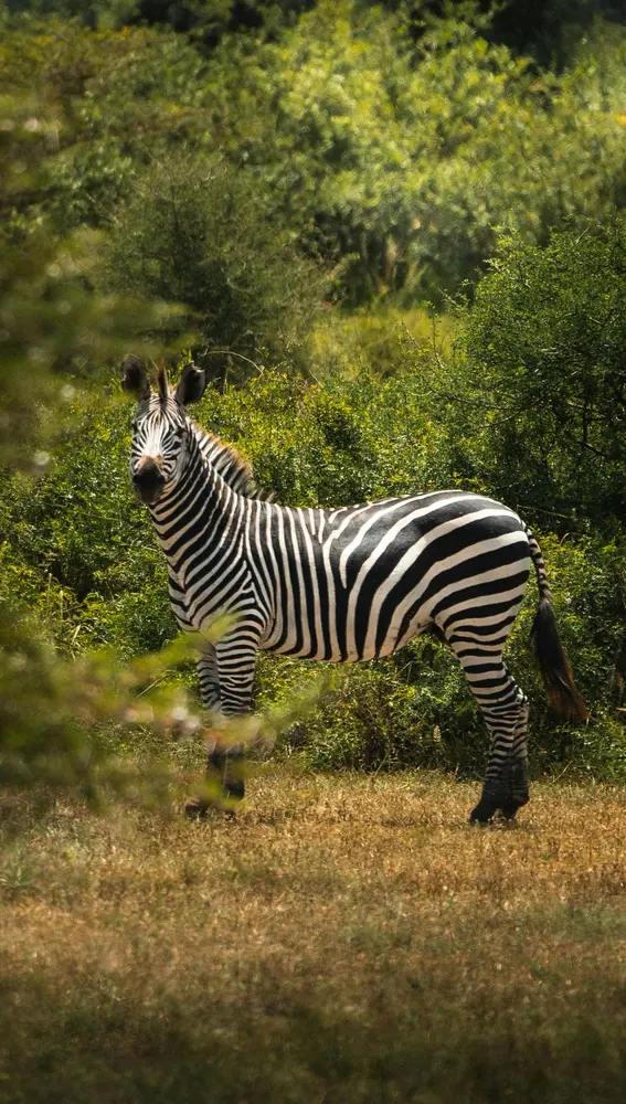 Safaris por kenia y Tanzania Safaris por kenia y Tanzania