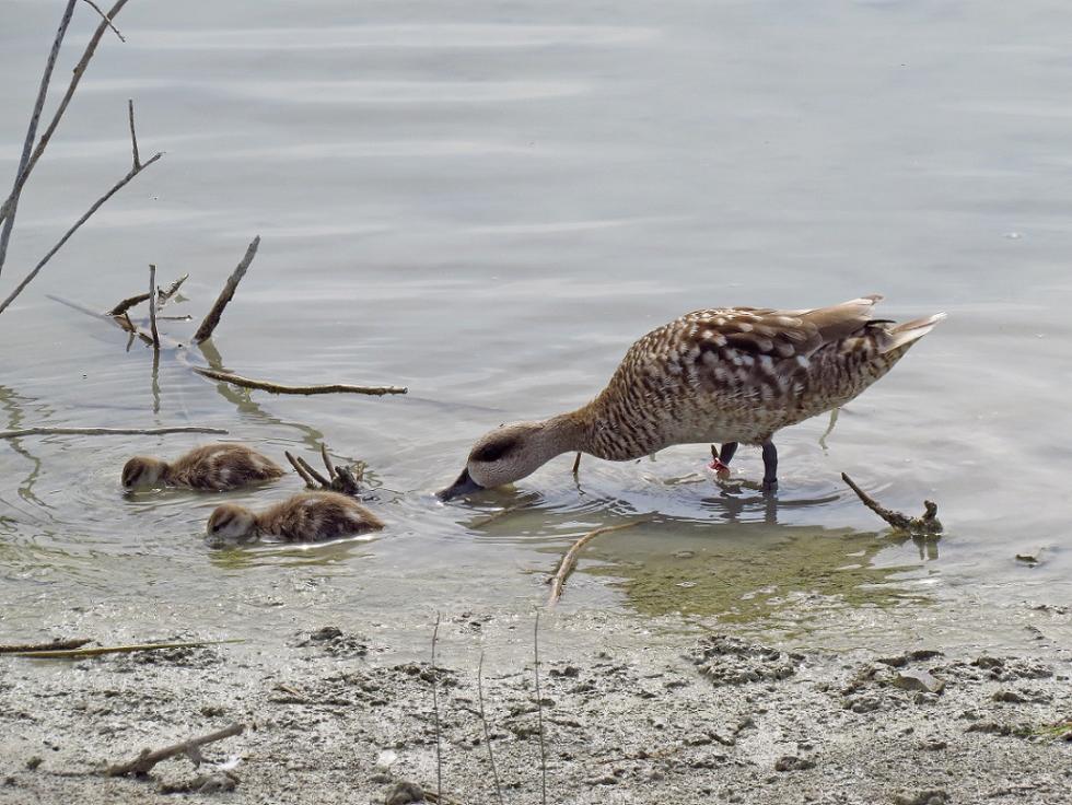 El proyecto LIFE recupera en Elche y la Comunitat la población de Cerceta pardilla y espacios para su hábitat El proyecto LIFE recupera en Elche y la Comunitat la población de Cerceta pardilla y espacios para su hábitat