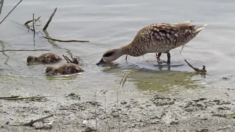 Tres ejemplares de Cerceta pardilla. Tres ejemplares de Cerceta pardilla.