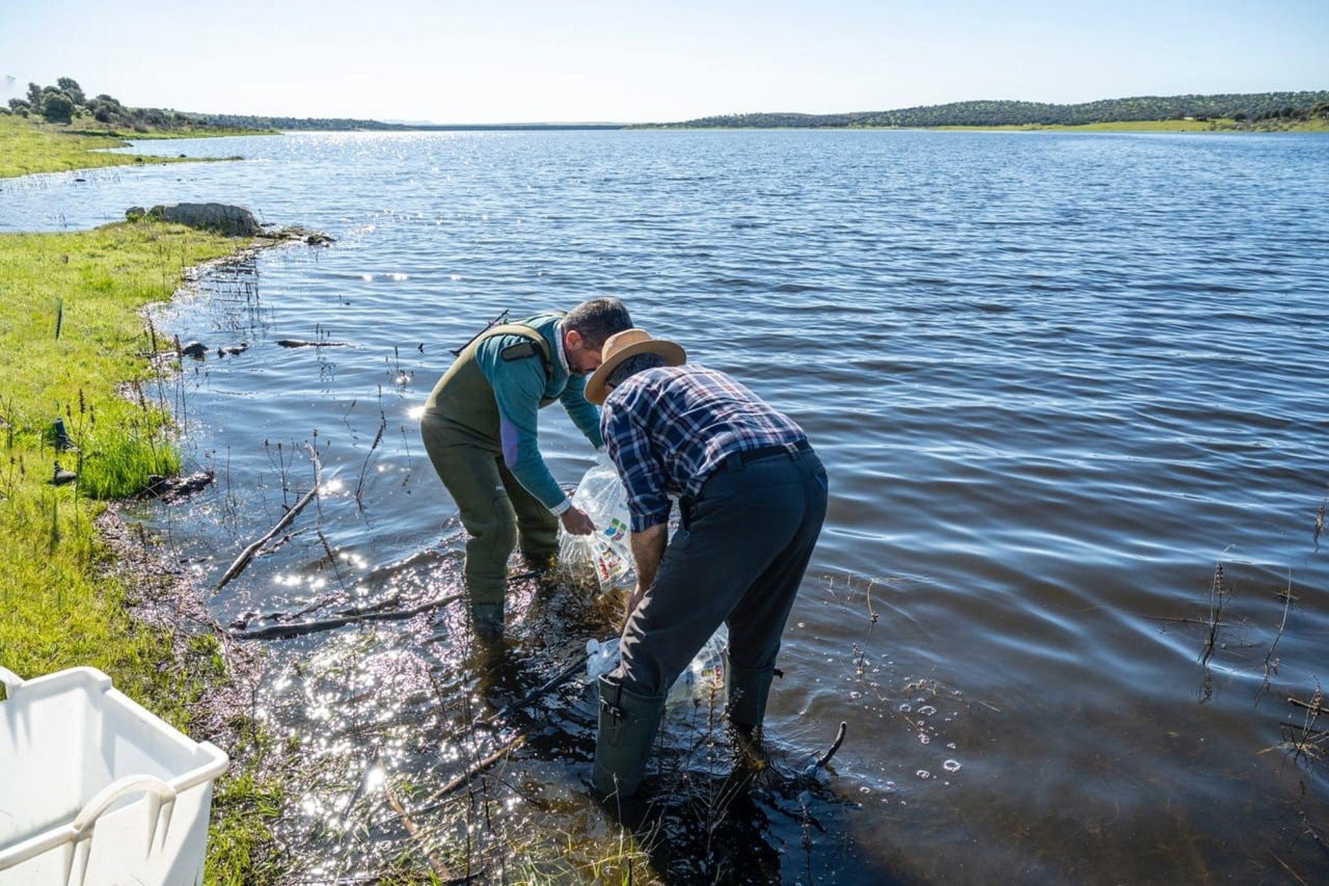 El embalse de Alcollarín se repuebla con barbos, bogas y cachos tras eliminar el 91% de una especie invasora El embalse de Alcollarín se repuebla con barbos, bogas y cachos tras eliminar el 91% de una especie invasora