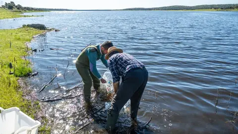 El embalse de Alcollarín se repuebla con barbos, bogas y cachos tras eliminar el 91% de una especie invasora El embalse de Alcollarín se repuebla con barbos, bogas y cachos tras eliminar el 91% de una especie invasora
