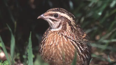 Extremadura y otras ocho comunidades rechazan la postura del Gobierno favorable a restringir la caza de la codorniz Extremadura y otras ocho comunidades rechazan la postura del Gobierno favorable a restringir la caza de la codorniz