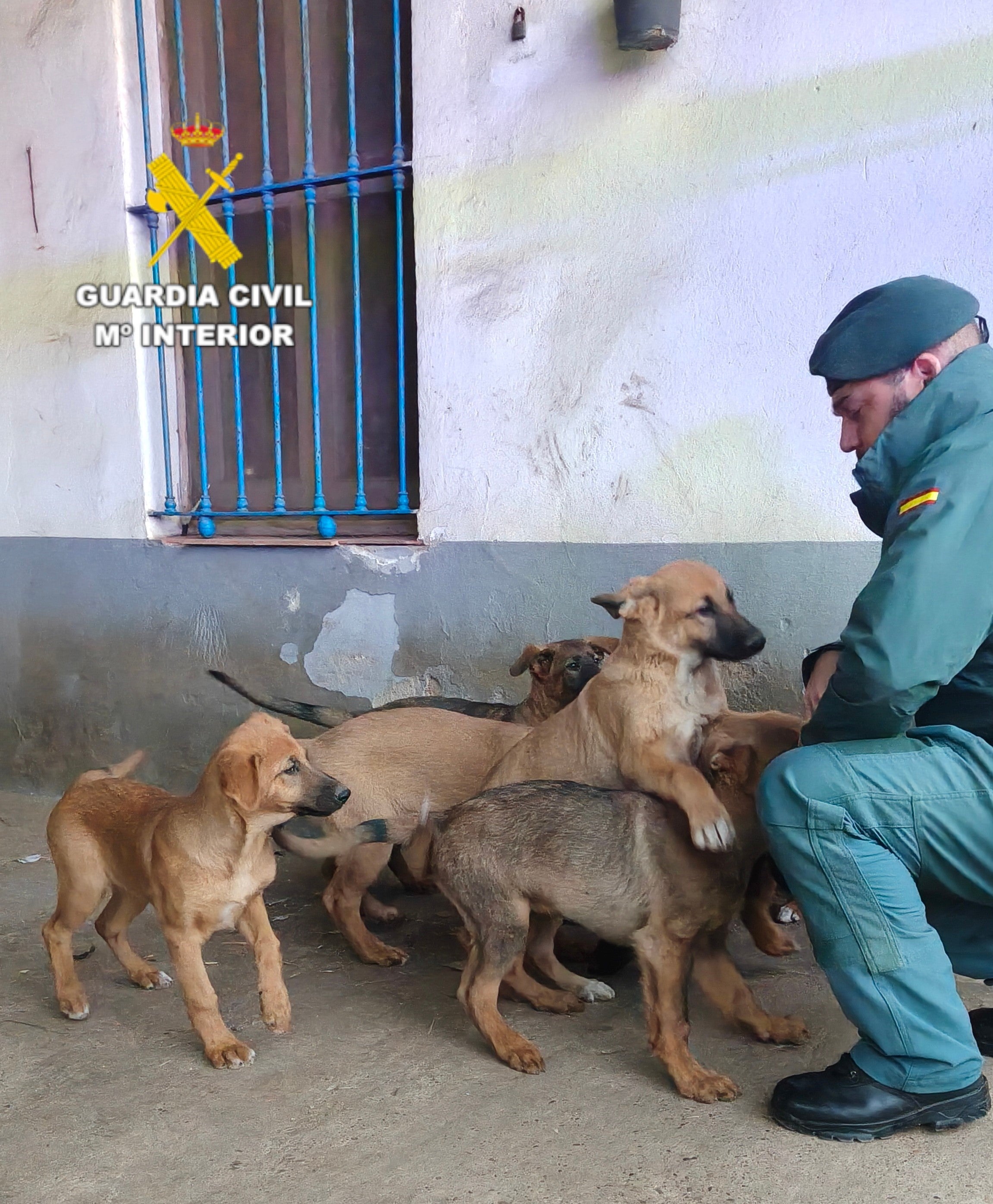 Investigan a un vecino de Burriana por ataques de sus perros a animales y daños en fincas Investigan a un vecino de Burriana por ataques de sus perros a animales y daños en fincas