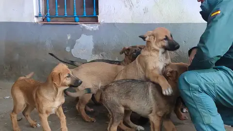 Investigan a un vecino de Burriana por ataques de sus perros a animales y daños en fincas Investigan a un vecino de Burriana por ataques de sus perros a animales y daños en fincas