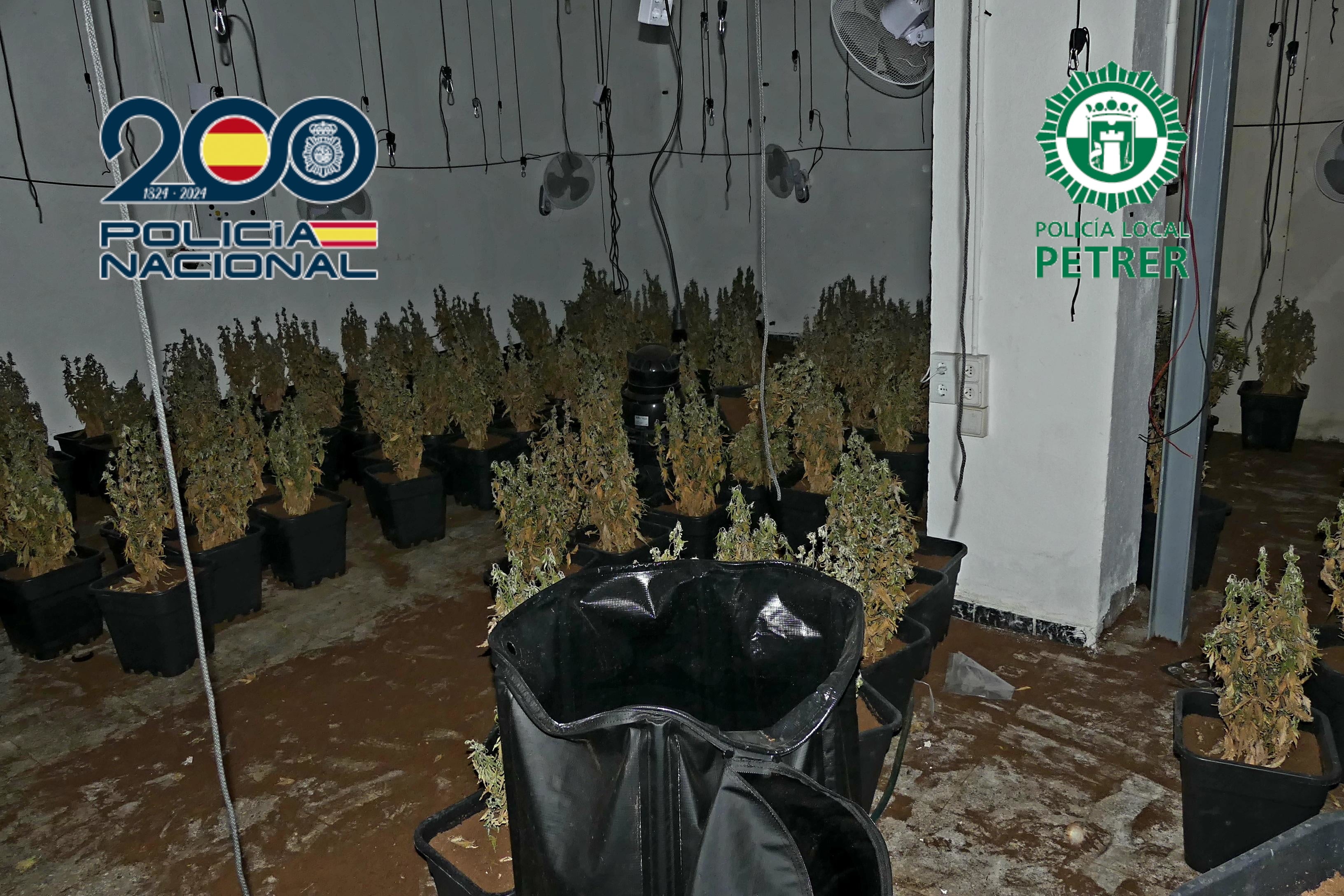La Policía Nacional desmantela una plantación de marihuana en Petrer tras la llamada por un posible robo de la Policía Local La Policía Nacional desmantela una plantación de marihuana en Petrer tras la llamada por un posible robo de la Policía Local