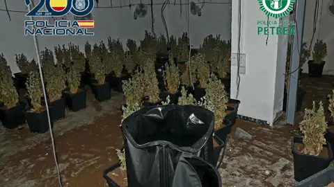 Plantación de marihuana desmantelada en Petrer. Plantación de marihuana desmantelada en Petrer.