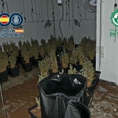 Plantación de marihuana desmantelada en Petrer.