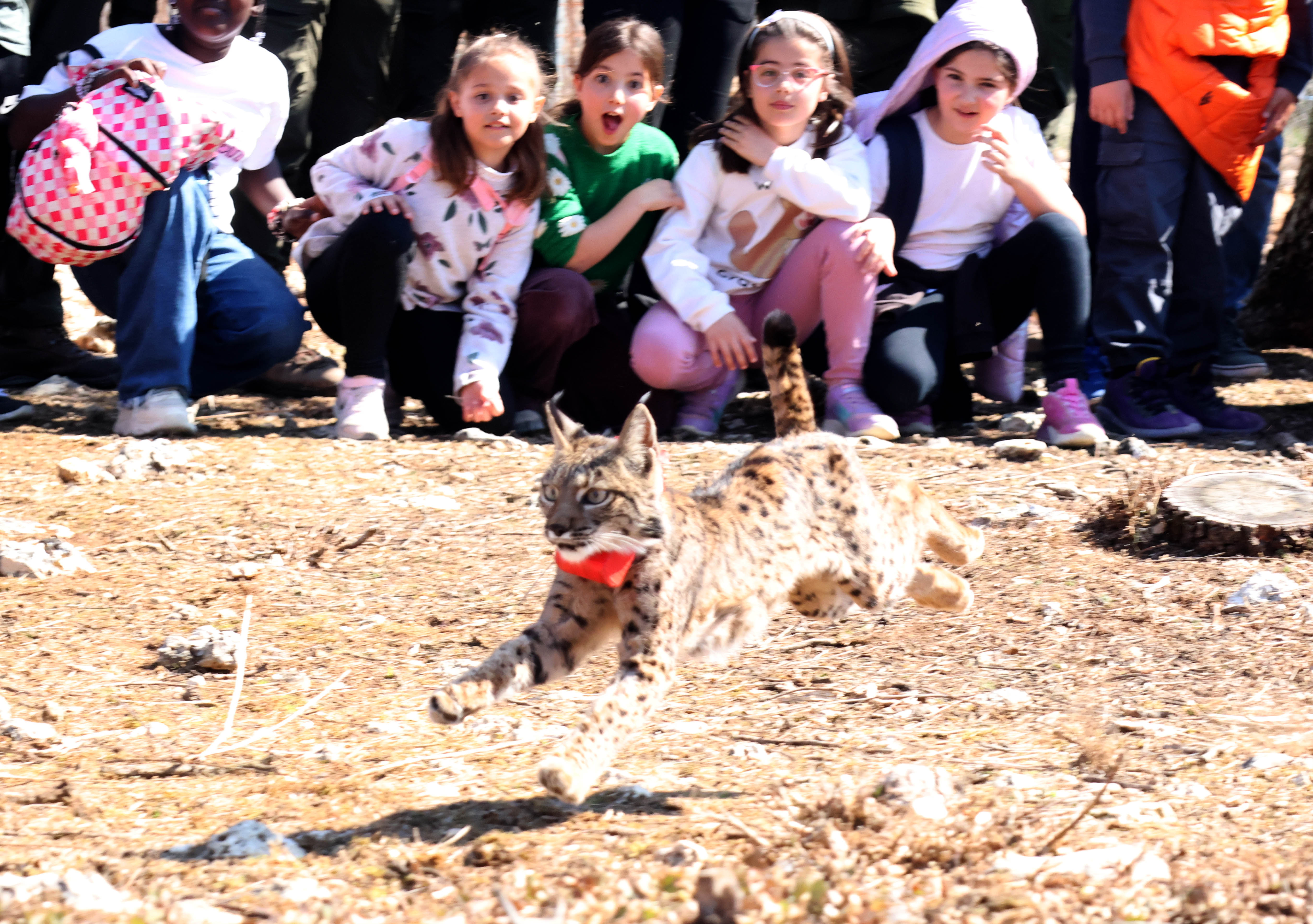 La Junta confirma que dos hembras de lince del Cerrato están en avanzado estado de gestación La Junta confirma que dos hembras de lince del Cerrato están en avanzado estado de gestación