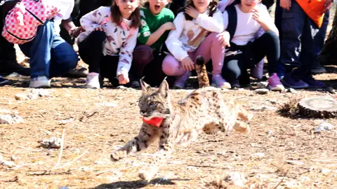 La Junta confirma que dos hembras de lince del Cerrato están en avanzado estado de gestación .