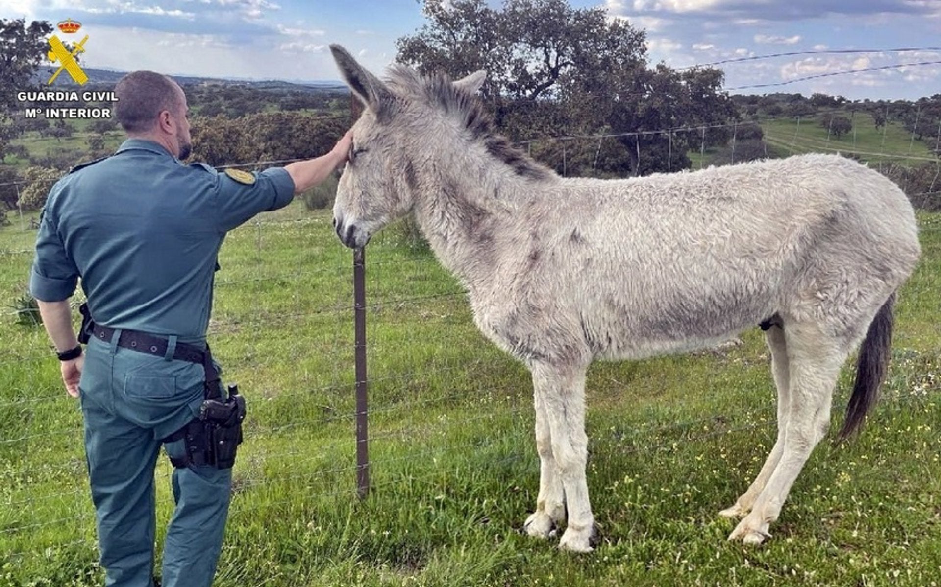 Investigado un vecino de Fuente de Cantos por abandono de cuidados esenciales a un asno Investigado un vecino de Fuente de Cantos por abandono de cuidados esenciales a un asno