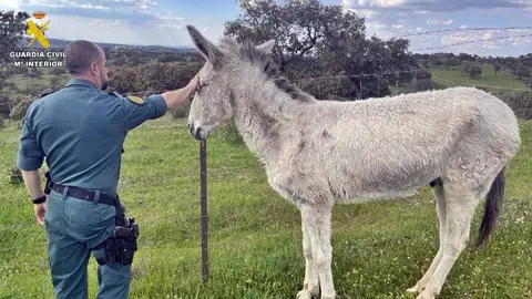 Investigado un vecino de Fuente de Cantos por abandono de cuidados esenciales a un asno Investigado un vecino de Fuente de Cantos por abandono de cuidados esenciales a un asno