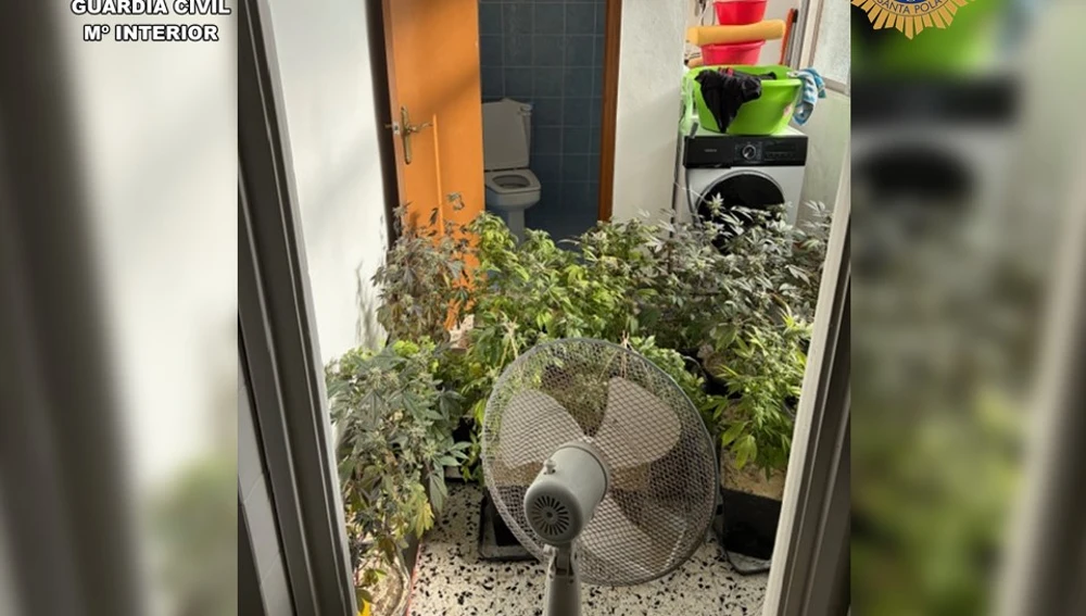 Plantas de marihuana en la vivienda de Santa Pola. Plantas de marihuana en la vivienda de Santa Pola.