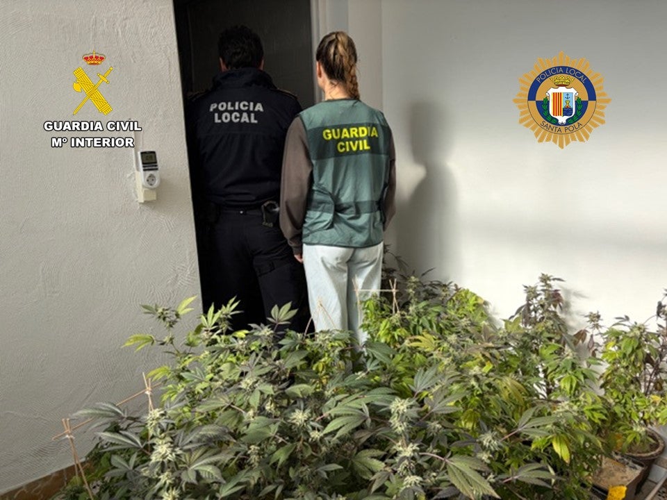Desmantelada una plantación de marihuana en una vivienda del centro urbano de Santa Pola Desmantelada una plantación de marihuana en una vivienda del centro urbano de Santa Pola