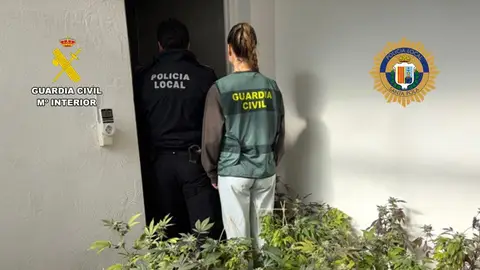 Plantas de marihuana en la vivienda de Santa Pola. Plantas de marihuana en la vivienda de Santa Pola.