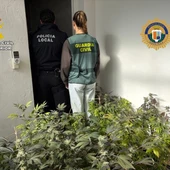 Plantas de marihuana en la vivienda de Santa Pola. Plantas de marihuana en la vivienda de Santa Pola.