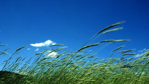 Las fuertes rachas de viento afectan a buena parte del territorio aragonés Las fuertes rachas de viento afectan a buena parte del territorio aragonés