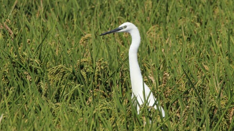 Fauna en los arrozales de la Ribera Baixa