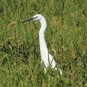 Fauna en los arrozales de la Ribera Baixa