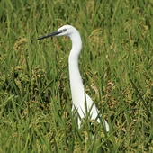 Fauna en los arrozales de la Ribera Baixa Fauna en los arrozales de la Ribera Baixa