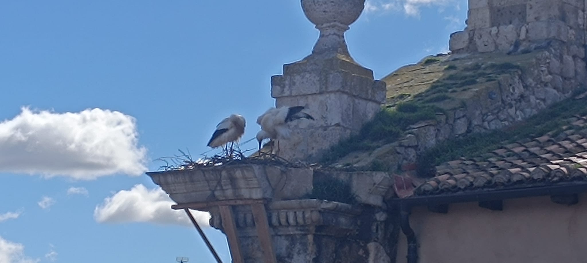Las cigüeñas vuelven a anidar en la cornisa que se cayó de La Compañía aunque la Diócesis niega riesgo de derrumbe Las cigüeñas vuelven a anidar en la cornisa que se cayó de La Compañía aunque la Diócesis niega riesgo de derrumbe