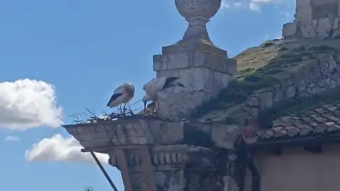 Las cigüeñas vuelven a anidar en la cornisa que se cayó de La Compañía aunque la Diócesis niega riesgo de derrumbe .
