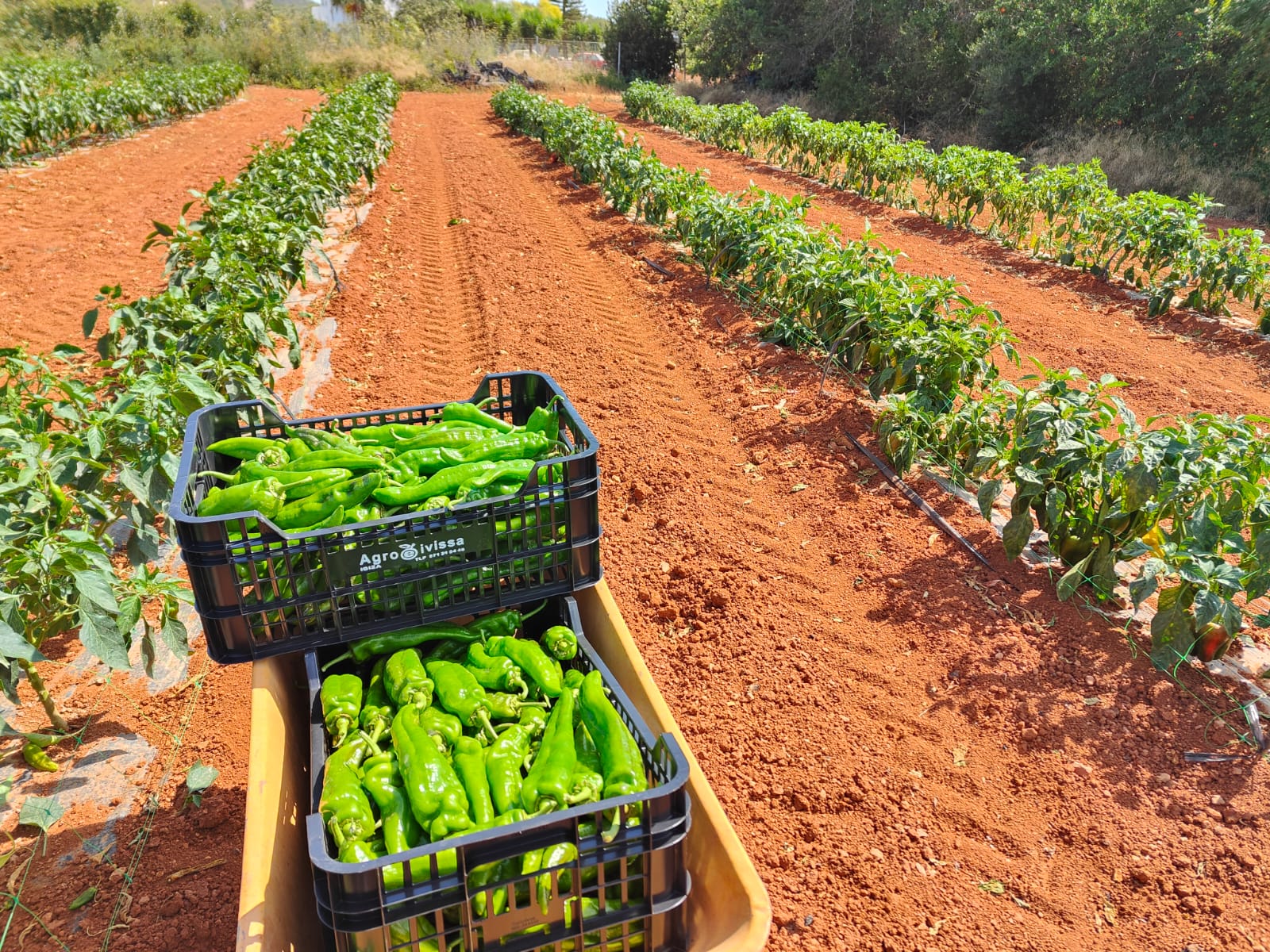 Toni Tur:“estamos en una época de impasse, con productos del final del invierno y los primeros de primavera” Toni Tur:“estamos en una época de impasse, con productos del final del invierno y los primeros de primavera”