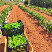 campo de Ibiza campo de Ibiza