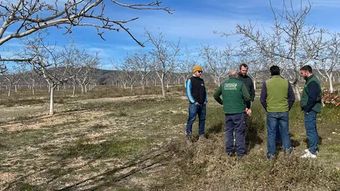 Viver se convierte en laboratorio de riego inteligente para el nogal junto al IVIA Viver se convierte en laboratorio de riego inteligente para el nogal junto al IVIA
