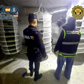 La Policía Nacional y la Policía Local de Polop desmantelan un cultivo indoor de marihuana ubicado en una vivienda unifamiliar La Policía Nacional y la Policía Local de Polop desmantelan un cultivo indoor de marihuana ubicado en una vivienda unifamiliar
