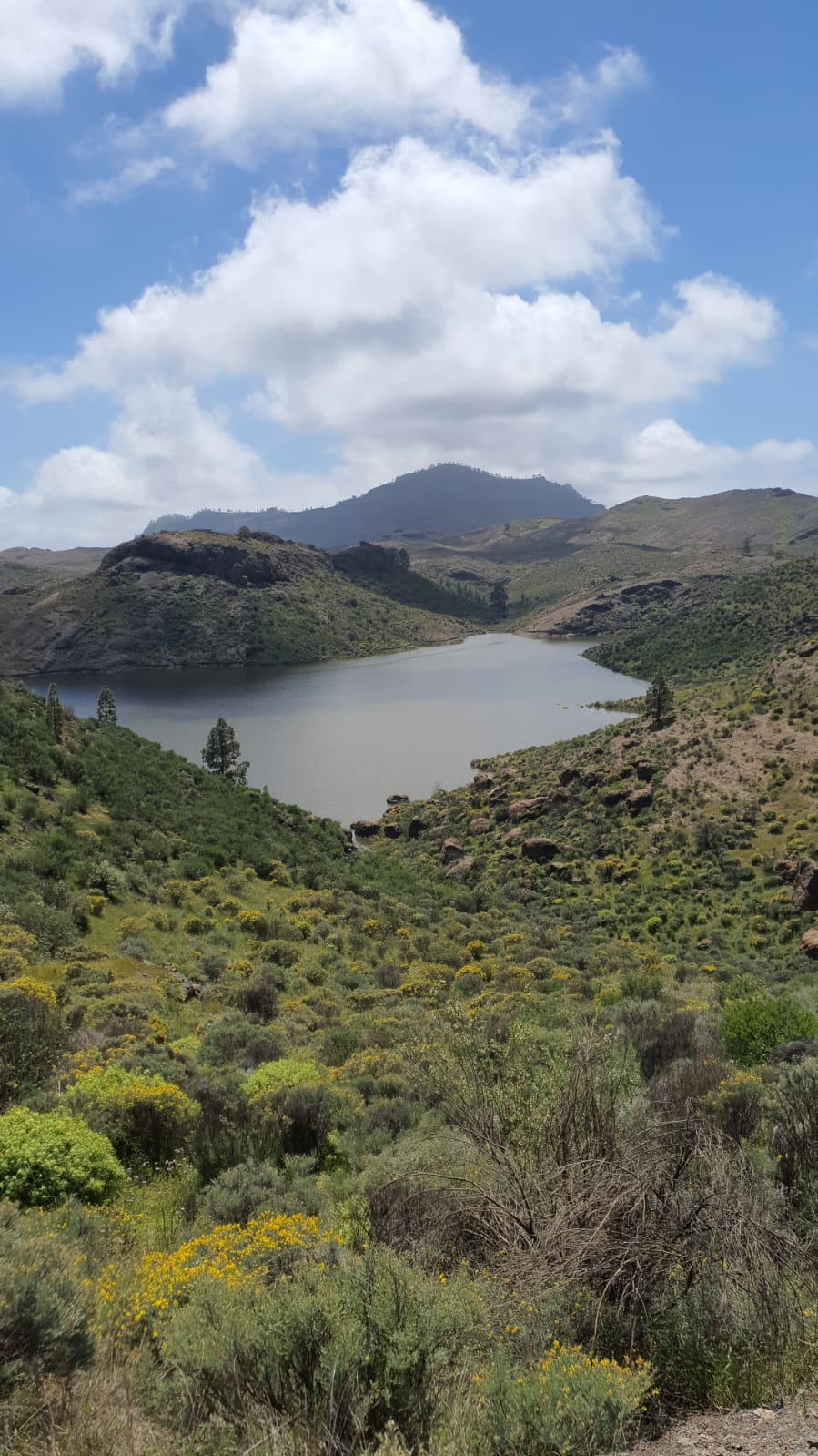 Obdd borra los fallos de tu coche una vez reparado Obdd borra los fallos de tu coche una vez reparado