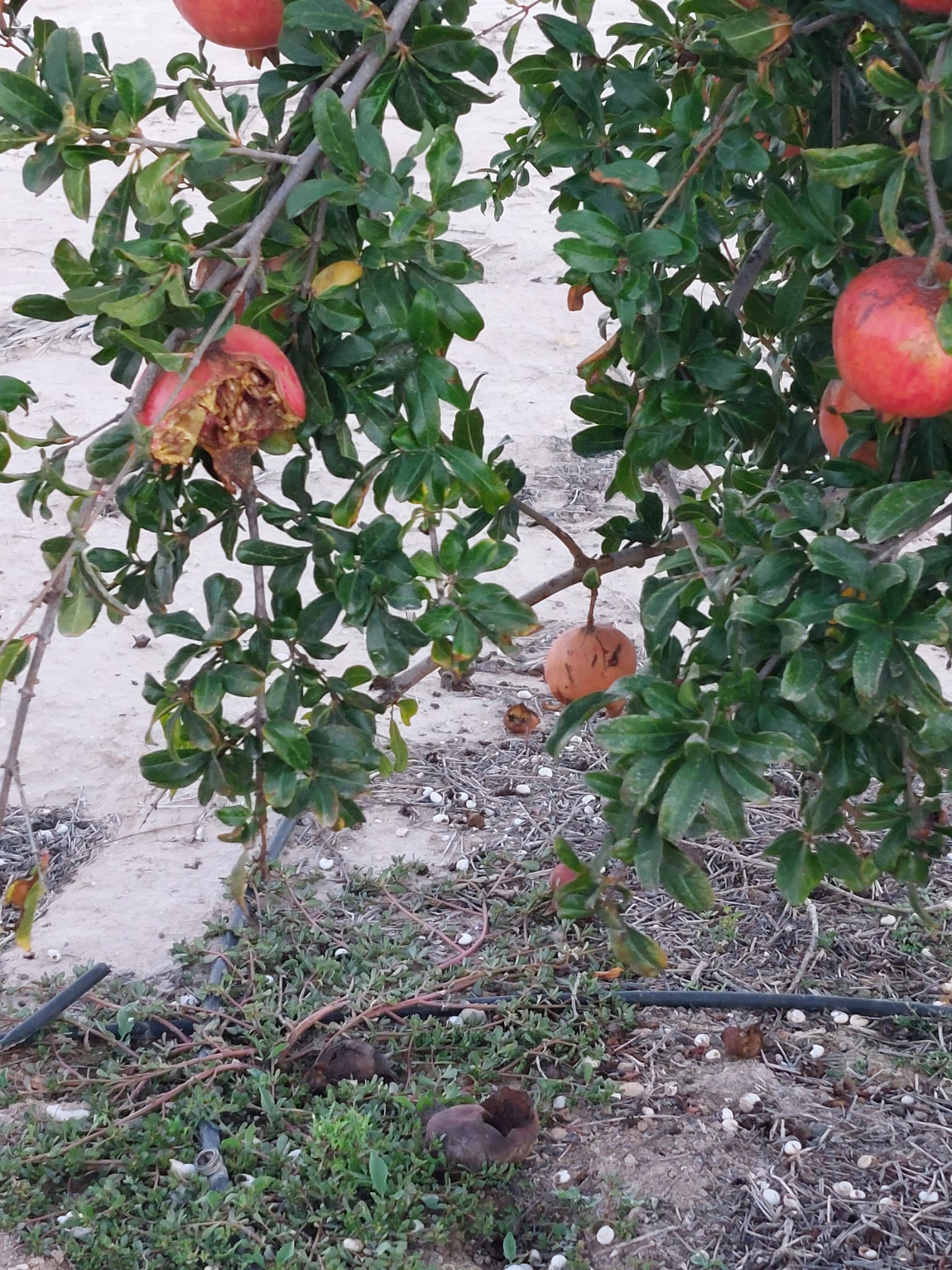 ASAJA exige a la Generalitat medidas eficaces frente a los “graves daños” en los cultivos que provoca la fauna salvaje ASAJA exige a la Generalitat medidas eficaces frente a los “graves daños” en los cultivos que provoca la fauna salvaje