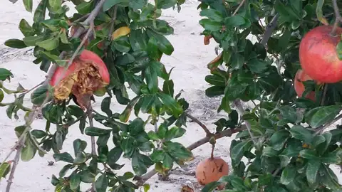 ASAJA exige a la Generalitat medidas eficaces frente a los “graves daños” en los cultivos que provoca la fauna salvaje. ASAJA exige a la Generalitat medidas eficaces frente a los “graves daños” en los cultivos que provoca la fauna salvaje.