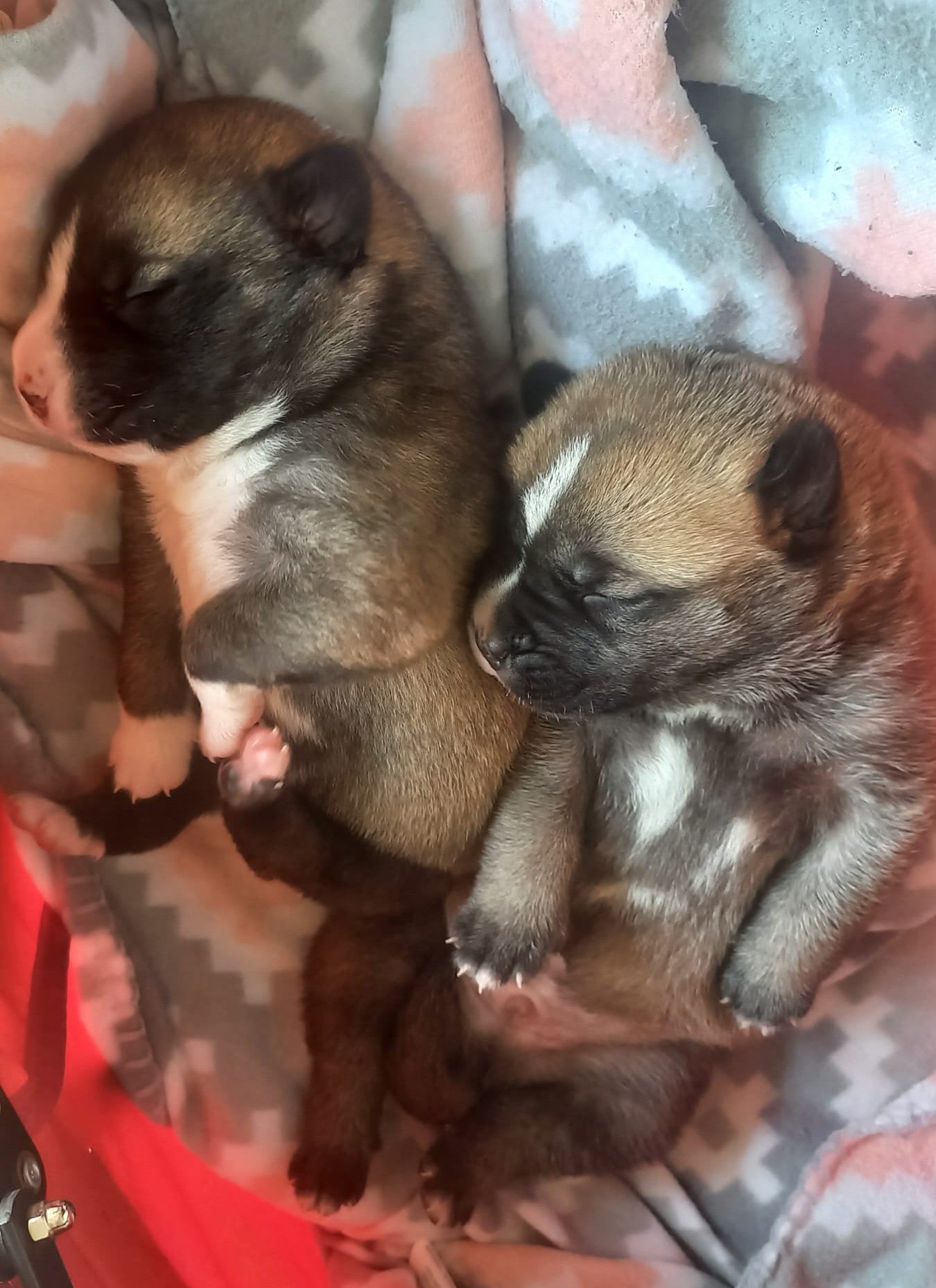 Detenidos por abandonar tres perros en el interior de un contenedor de basuras Detenidos por abandonar tres perros en el interior de un contenedor de basuras