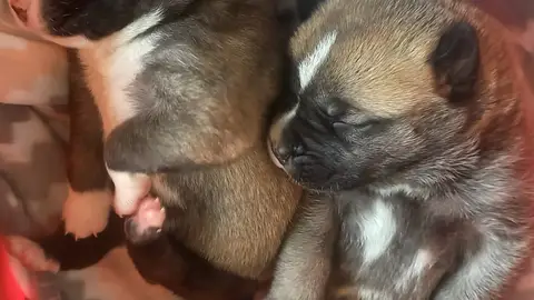 Detenidos por abandonar tres perros en el interior de un contenedor de basuras Detenidos por abandonar tres perros en el interior de un contenedor de basuras