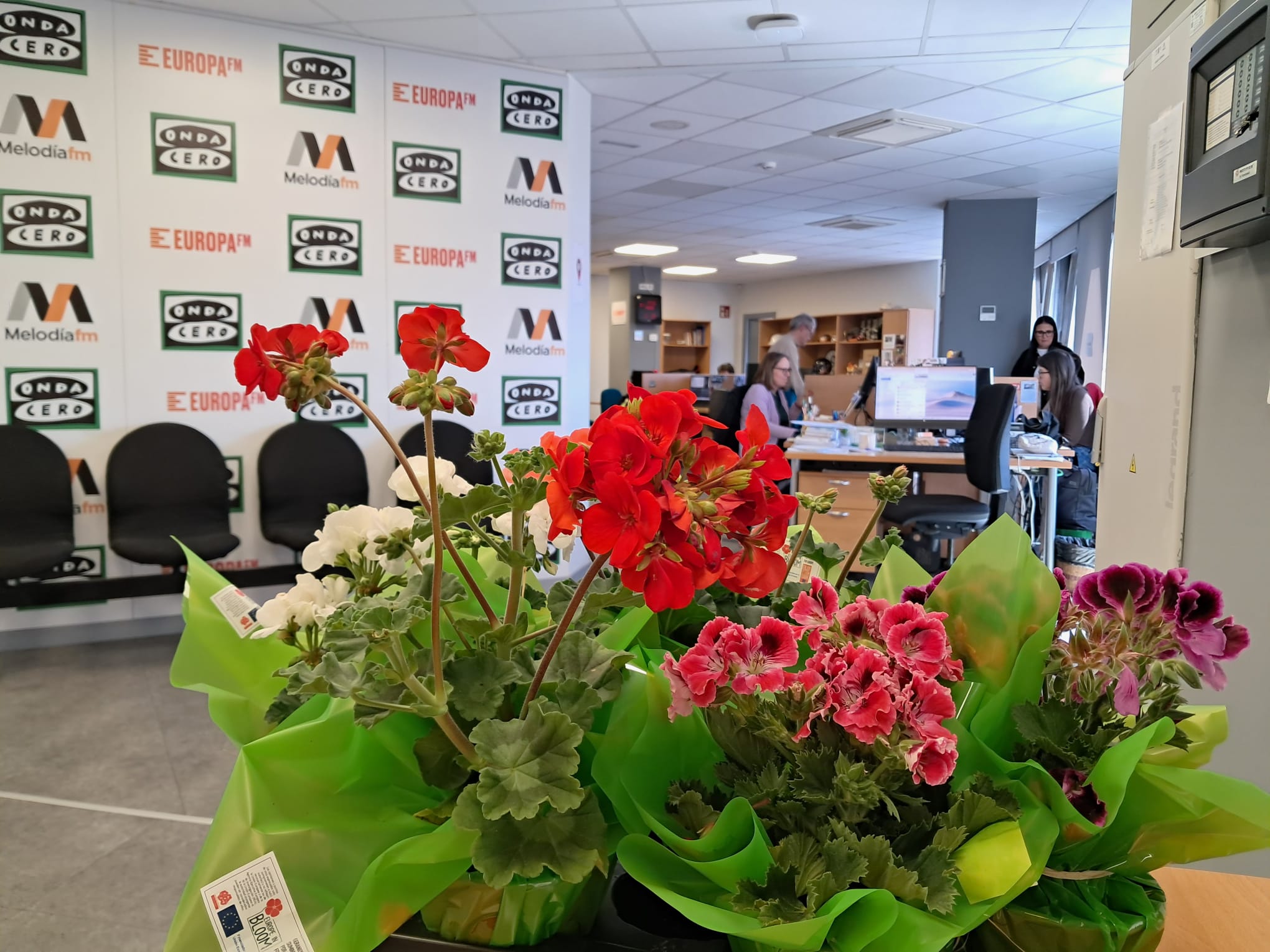 Pelargonium for Europe comparte las claves para cuidar el geranio según la época del año Pelargonium for Europe comparte las claves para cuidar el geranio según la época del año