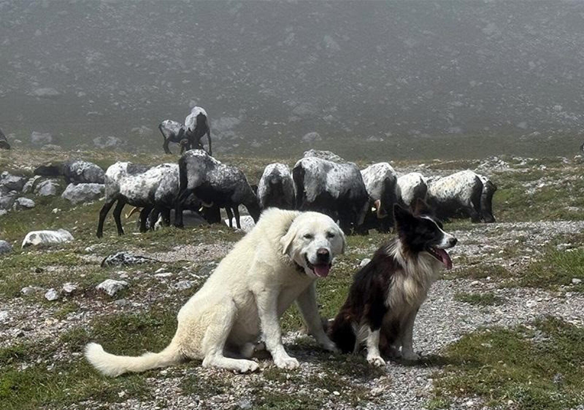Unos 2.250 mastines ejercen de perro pastor en Cantabria Unos 2.250 mastines ejercen de perro pastor en Cantabria
