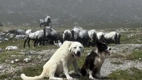 Mastines que ejercen de perro pastor en Cantabria Mastines que ejercen de perro pastor en Cantabria