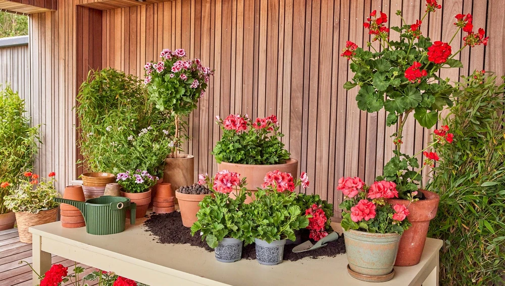 Geranios de Pelargonium for Europe (PfE) Geranios de Pelargonium for Europe (PfE)