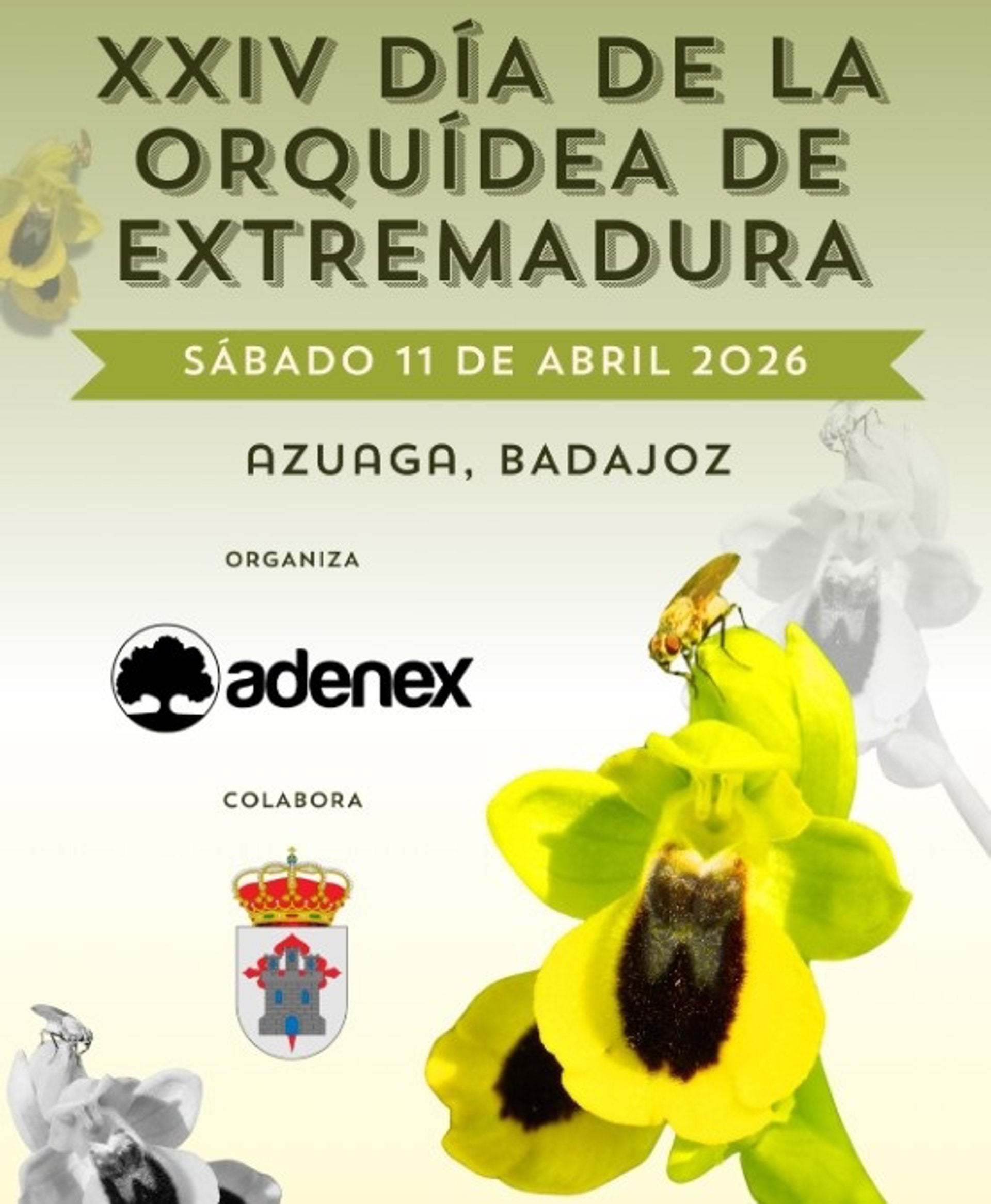 Adenex elige Azuaga para celebrar su XXIV Día de la Orquídea de Extremadura Adenex elige Azuaga para celebrar su XXIV Día de la Orquídea de Extremadura