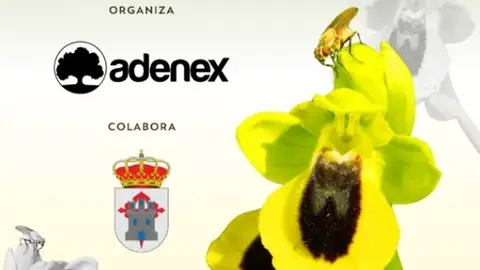 Adenex elige Azuaga para celebrar su XXIV Día de la Orquídea de Extremadura Adenex elige Azuaga para celebrar su XXIV Día de la Orquídea de Extremadura
