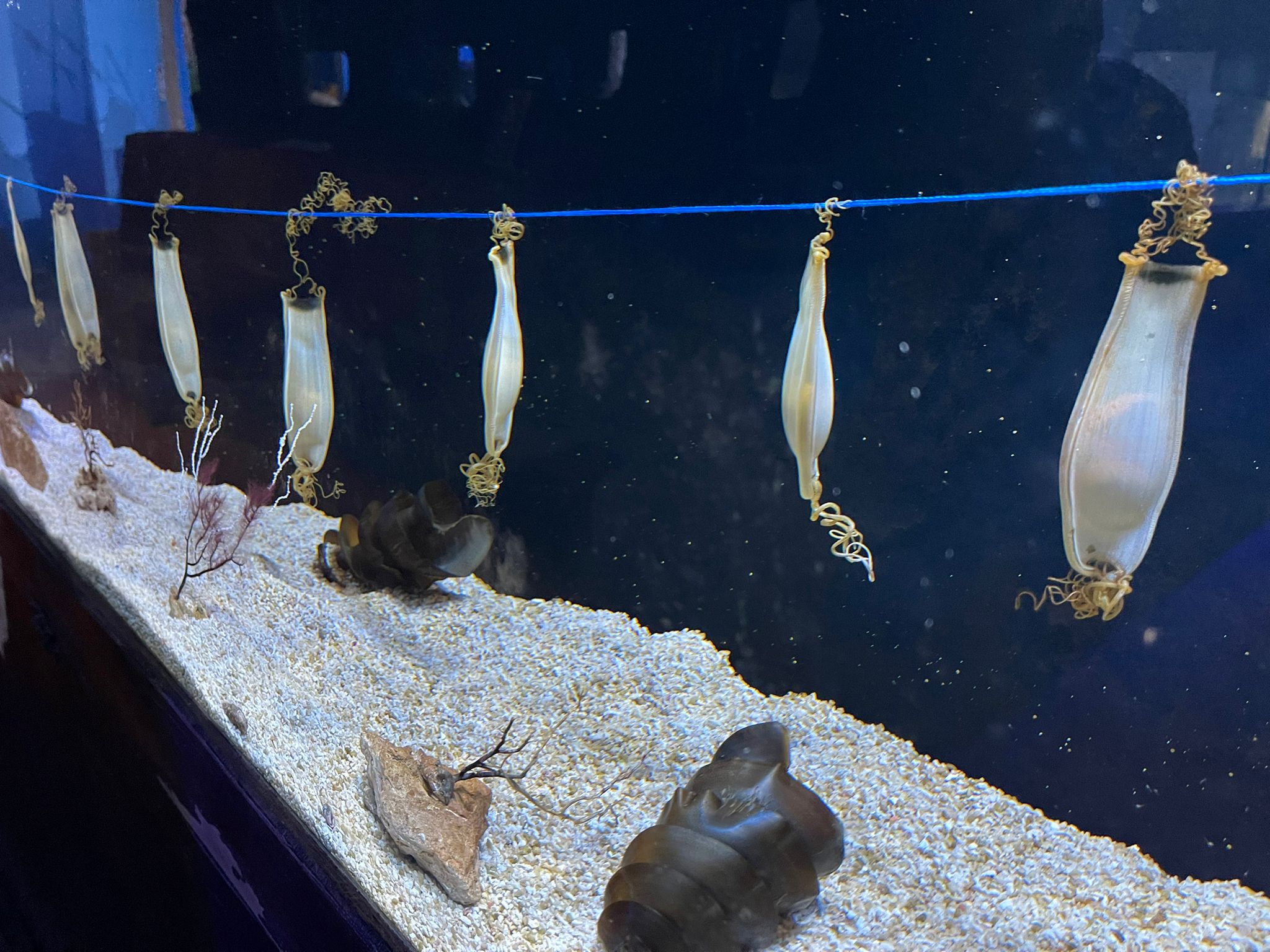 La UMA y Sea Life impulsan un novedoso estudio en embriones de tiburón que permitirá analizar cómo se generan enfermedades sanguíneas como la leucemia y plantear cómo tratarla La UMA y Sea Life impulsan un novedoso estudio en embriones de tiburón que permitirá analizar cómo se generan enfermedades sanguíneas como la leucemia y plantear cómo tratarla