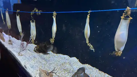 La UMA y Sea Life impulsan un novedoso estudio en embriones de tiburón, que permitirán analizar cómo se generan enfermedades sanguíneas como la leucemia, y plantear cómo tratarla La UMA y Sea Life impulsan un novedoso estudio en embriones de tiburón, que permitirán analizar cómo se generan enfermedades sanguíneas como la leucemia, y plantear cómo tratarla