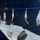 La UMA y Sea Life impulsan un novedoso estudio en embriones de tiburón, que permitirán analizar cómo se generan enfermedades sanguíneas como la leucemia, y plantear cómo tratarla