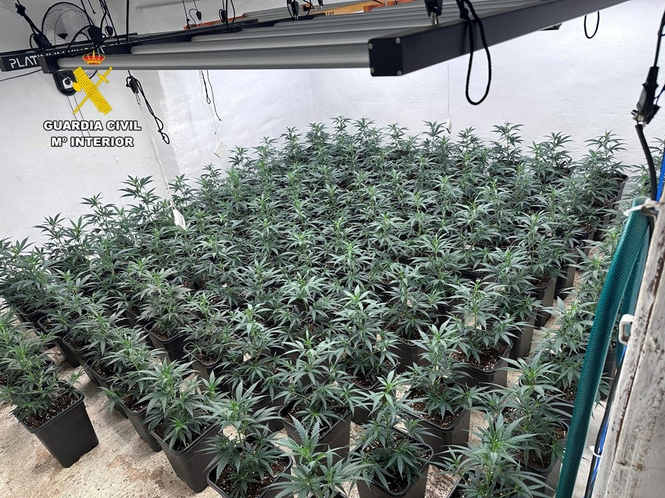 La Guardia Civil detiene en Sax a dos hombres por cultivo de marihuana en un piso La Guardia Civil detiene en Sax a dos hombres por cultivo de marihuana en un piso