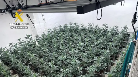 Plantación de maruhuana desmantelada en Sax. Plantación de maruhuana desmantelada en Sax.