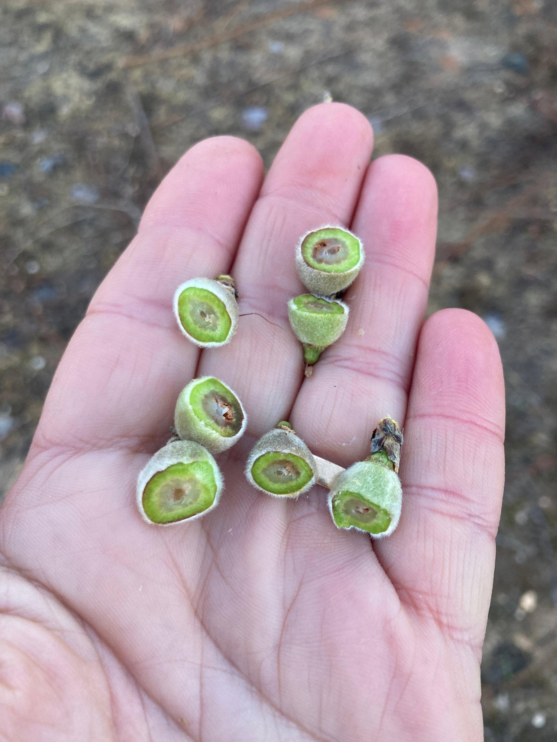 La Unió cifra en cuatro millones de euros las pérdidas en el campo por las heladas de marzo La Unió cifra en cuatro millones de euros las pérdidas en el campo por las heladas de marzo
