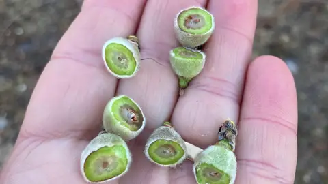 Imagen de los efectos de las heladas de marzo en el campo. Imagen de los efectos de las heladas de marzo en el campo.