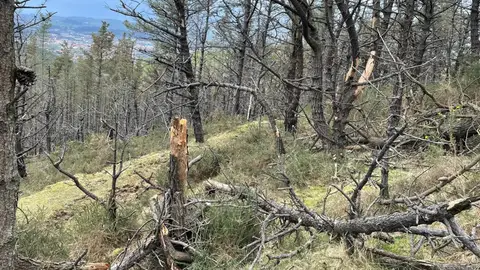 Muere un hombre de 79 años al caer por una ladera del monte Dobra Muere un hombre de 79 años al caer por una ladera del monte Dobra