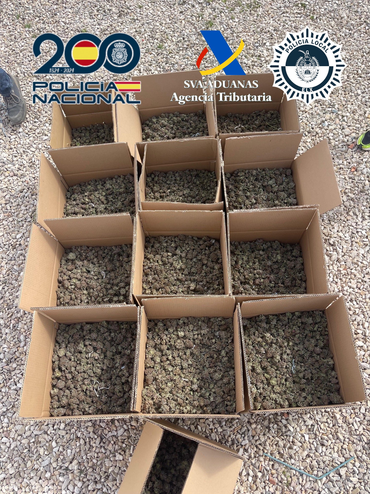 Detenido un hombre como responsable de un cultivo bajo techo de marihuana en Elche Detenido un hombre como responsable de un cultivo bajo techo de marihuana en Elche