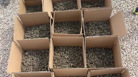 Cogollos de marihuana intervenidos en la operación. Cogollos de marihuana intervenidos en la operación.